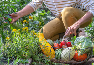 Productive permaculture garden